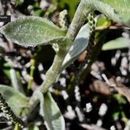 Psiadia argentea .psiadie argentée.( feuilles).asteraceae. Endémique Réunion.jpeg